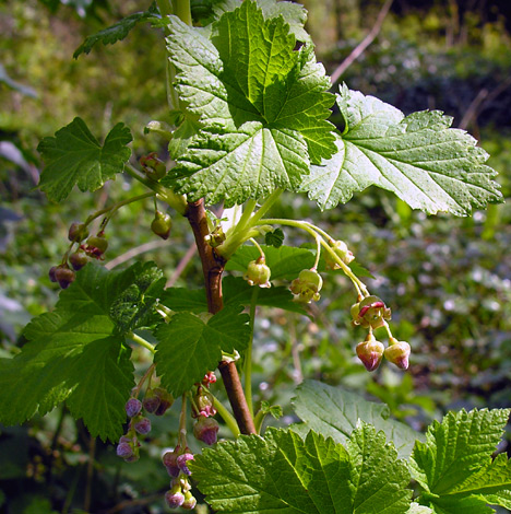 Ribes nigrum