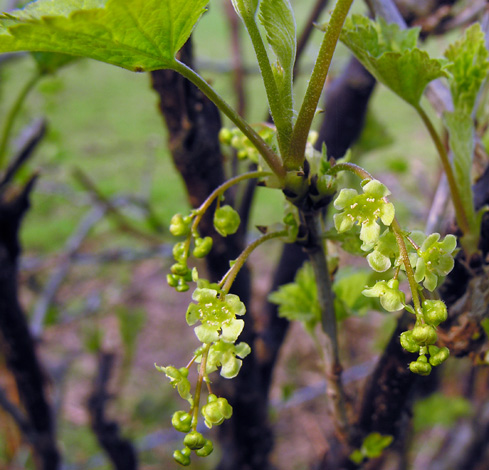 Ribes rubrum