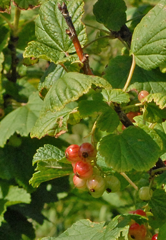 Ribes rubrum