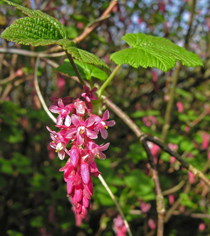 Ribes sanguineum