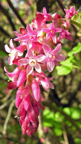Ribes sanguineum