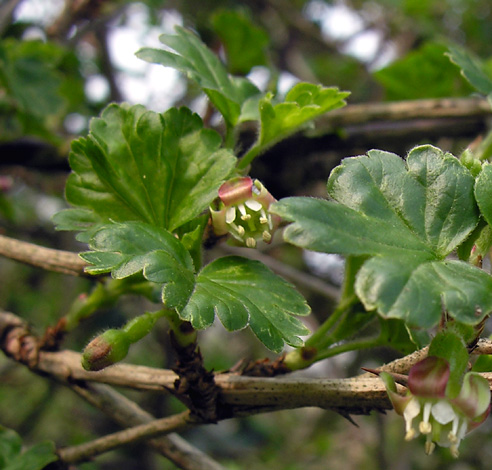 Ribes uva-crispa