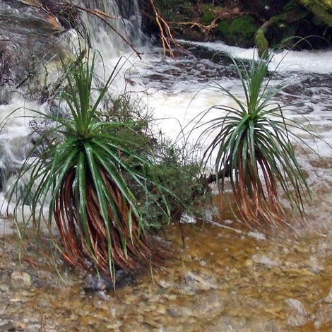 Richea pandanifolia close