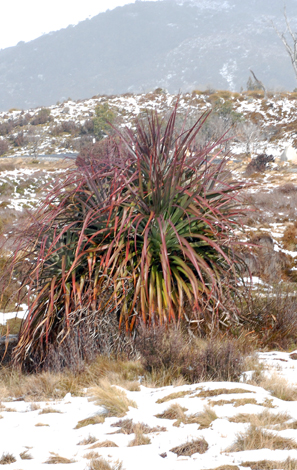 Richea pandanifolia whole