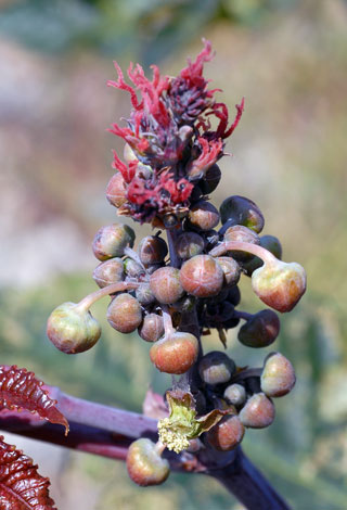 Ricinus communis close