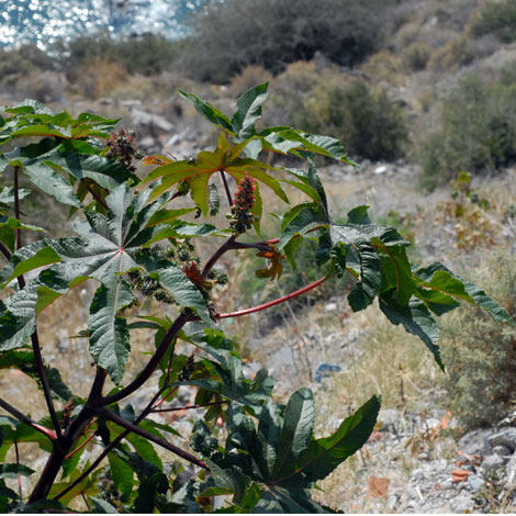 Ricinus communis whole
