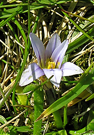 Romulea columnae close