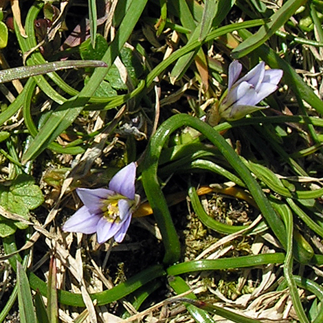 Romulea columnae whole