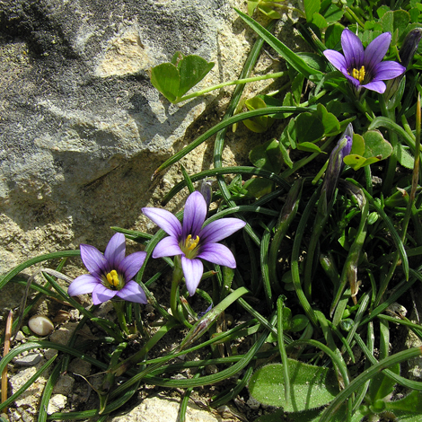 Romulea culumnae ssp ramiflora whole