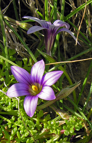 Romulea culumnae ssp ramiflora close