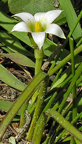 Romulea rosea var australis whole