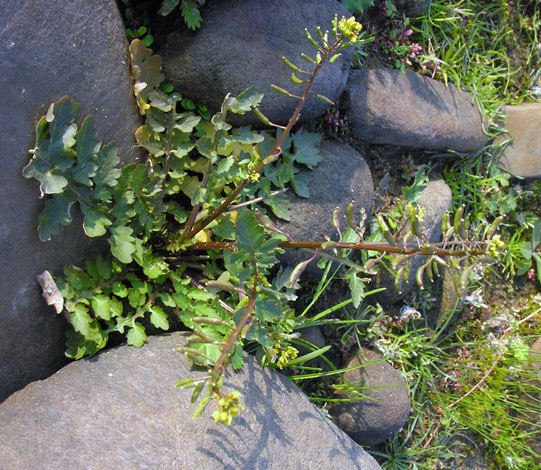 Rorippa palustris whole