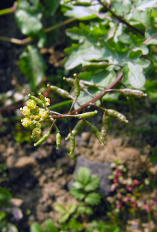 Rorippa palustris close