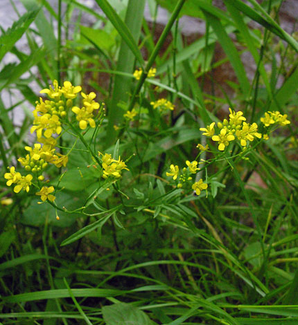 Rorippa sylvestris