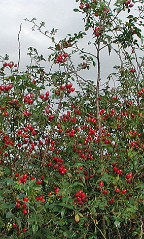 Rosa canina fruit
