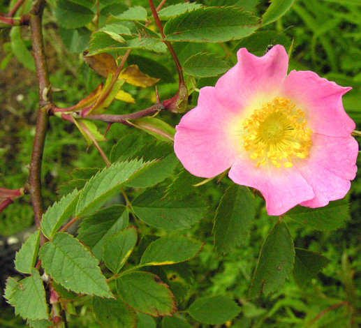 Rosa ferruginea