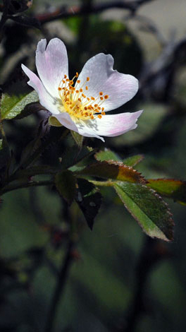 Rosa micrantha1