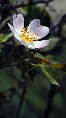 Rosa micrantha1