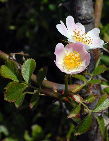 Rosa micrantha2