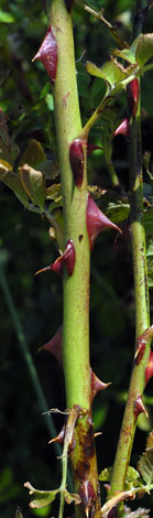 Rosa micrantha prickles