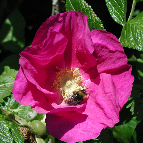 Rosa rugosa pink