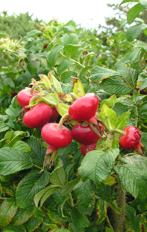 Rosa rugosa fruit