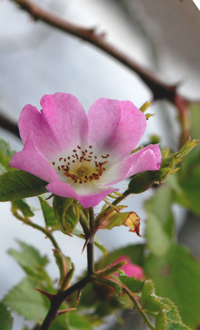 Rosa sherardii close