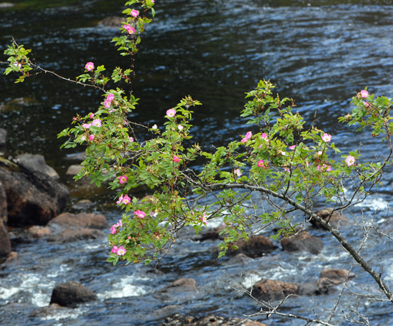Rosa sherardii whole
