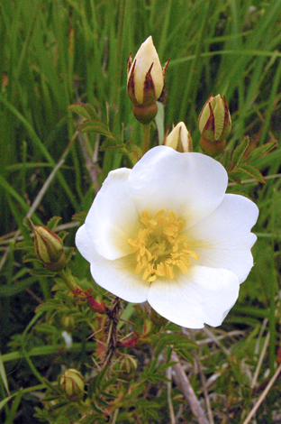 Rosa spinosissima close