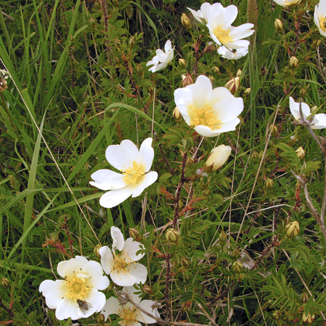 Rosa spinosissima whole