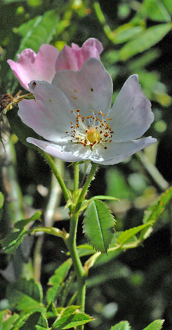 Rosa stylosa close