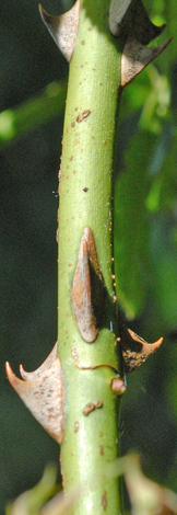 Rosa stylosa thorns
