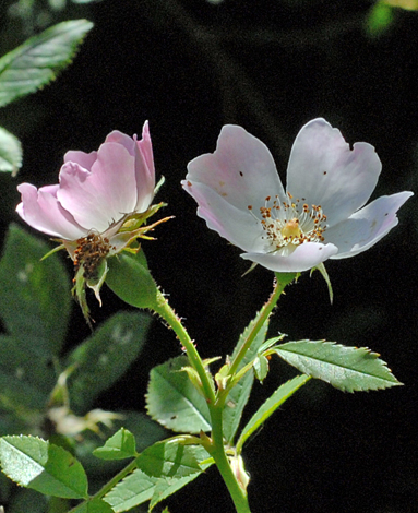 Rosa stylosa whole