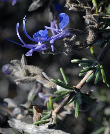 Rosmarinus eriocalyx close