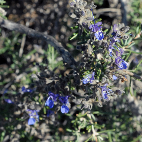 Rosmarinus eriocalyx whole