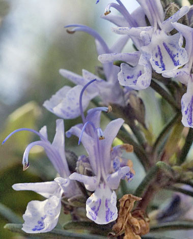 Rosmarinus officinalis