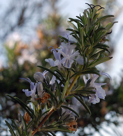 Rosmarinus officinalis branch