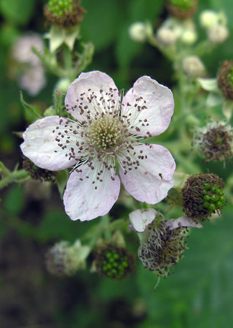 Rubus armeniacus