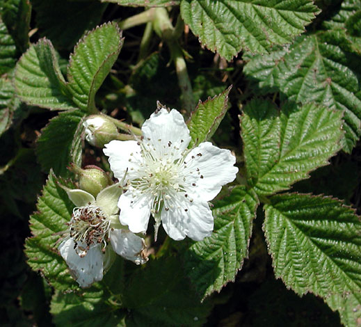 Rubus caesius flower