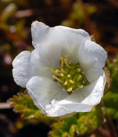 Rubus chamaemorus close