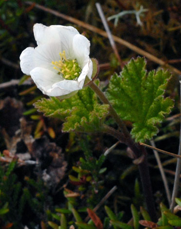 Rubus chamaemorus whole