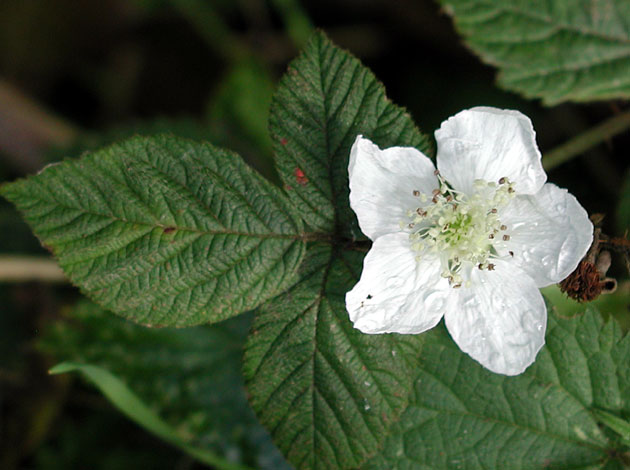 Rubus fruticosus agg.