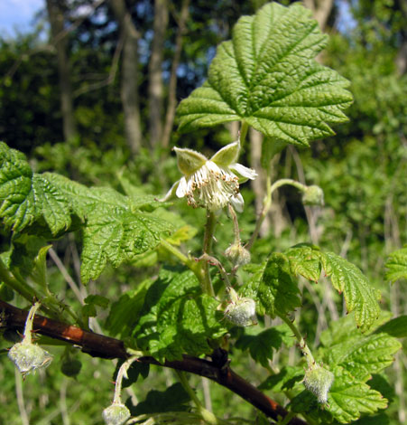 Rubus idaeus