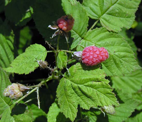 Rubus loganobaccus
