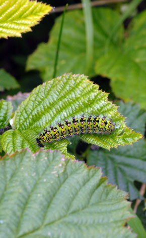 Rubus rivingtoniensis with caterpillar