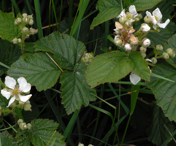 Rubus rivingtoniensis whole