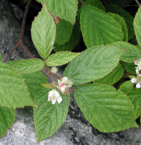 Rubus saxatilis whole