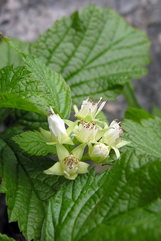 Rubus saxatilis close