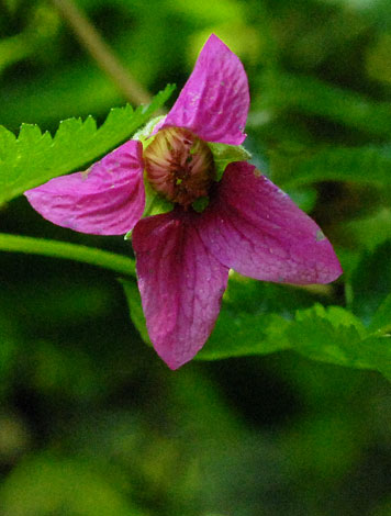 Rubus spectabilis flower