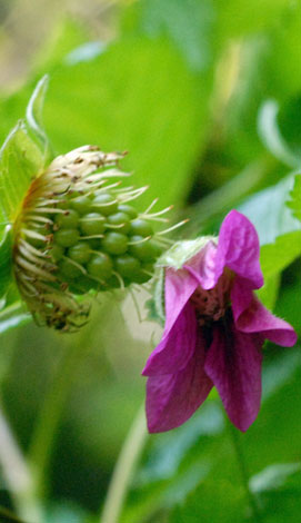 Rubus spectabilis fruit